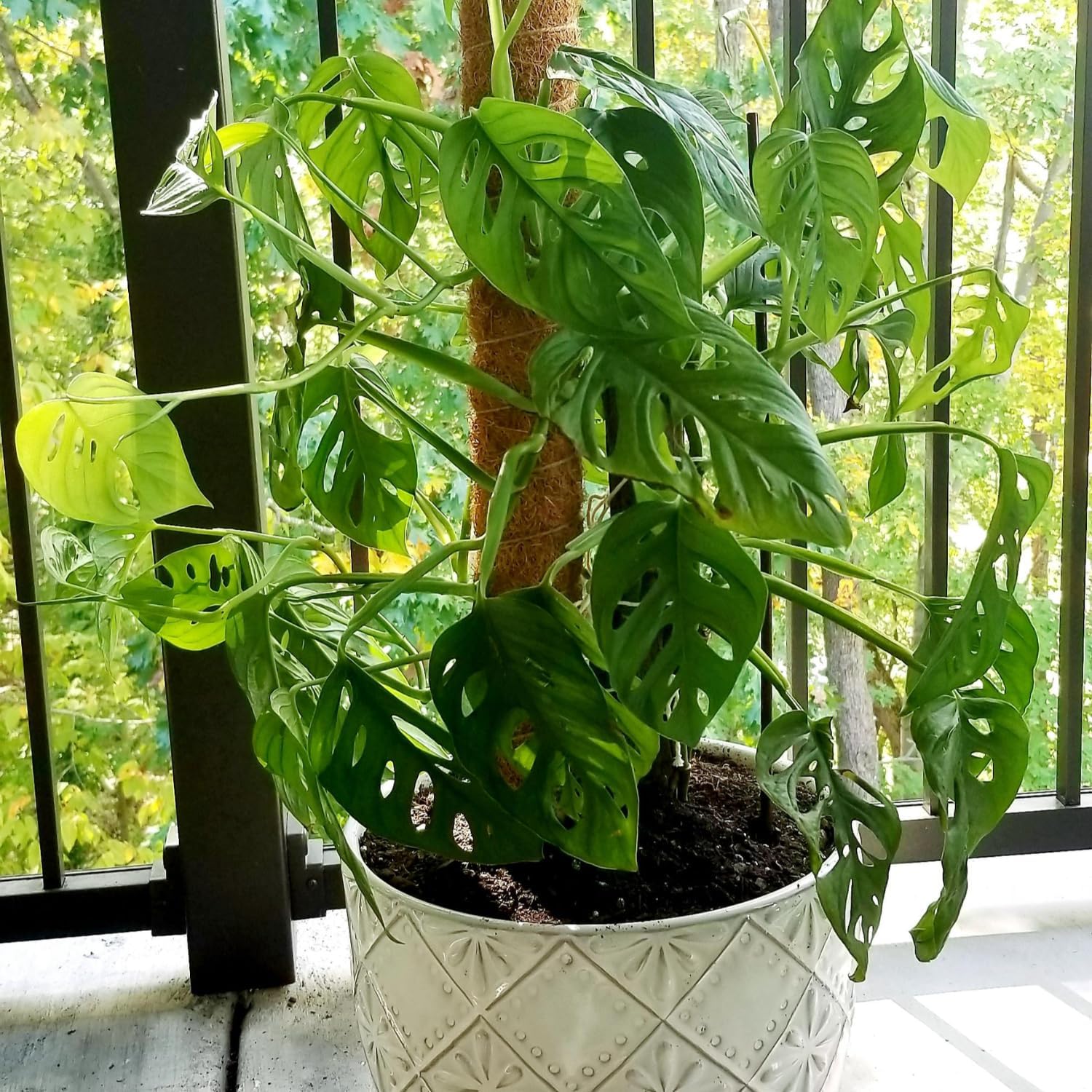 Swiss Cheese Plants Live - 2 Plants in Pot - Indoor House Plant U62139