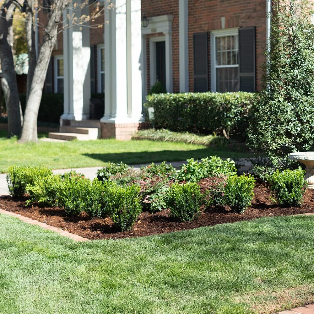 Boxwood Evergreen Shrub, Full Sun to Part Shade, Live Outdoor Plant M694934