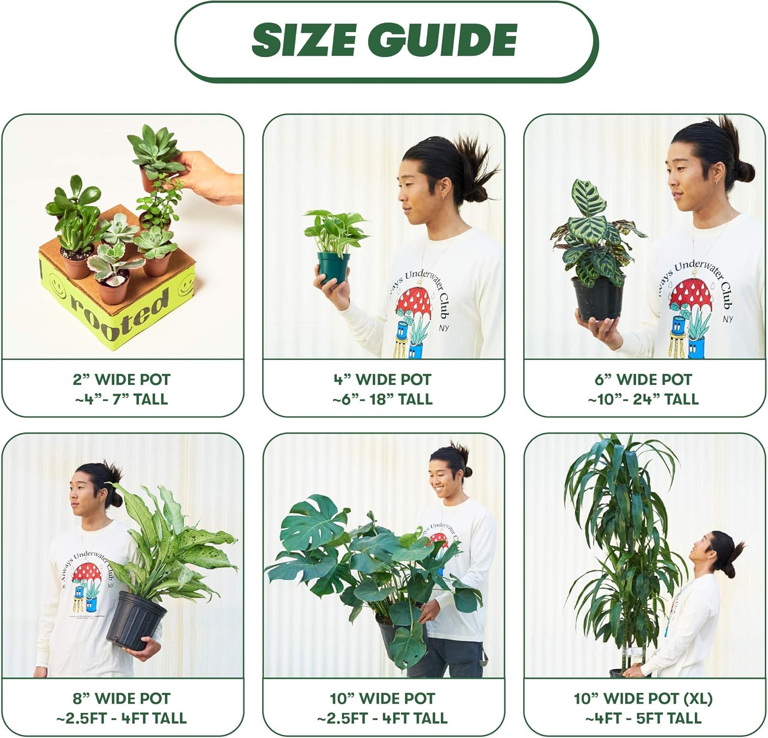 Monstera Dubia Live Indoor Plant, 4 Inch Pot S574447