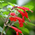 Set 2 Red Pineapple Sage Plants, Salvia Plant Live in Pot, Blooms in Summer, 6 to 10 Inc Tall