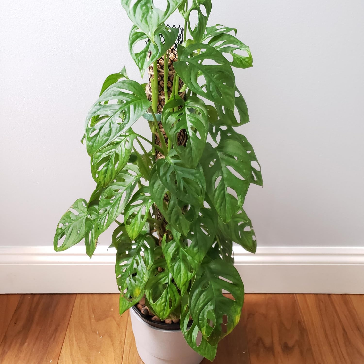 Swiss Cheese Plants Live - 2 Plants in Pot - Indoor House Plant U62139