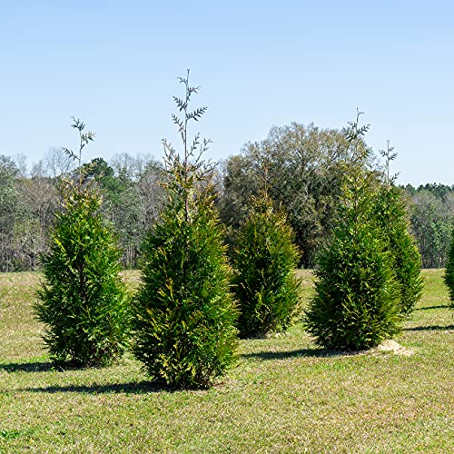 Thuja Green Giant 1 Gallon Privacy Evergreen Arborvitae M24599
