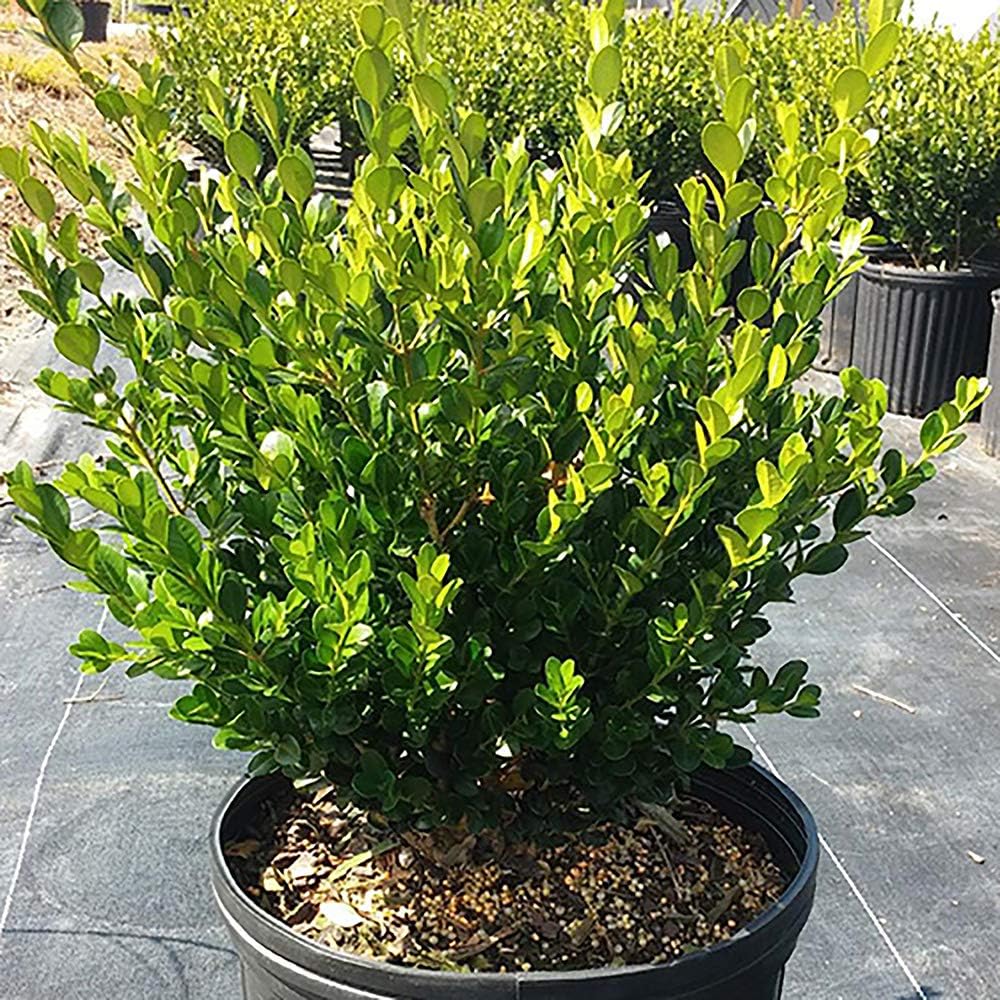 Wintergreen Boxwood 2.25 Gal, Green Foliage L84782