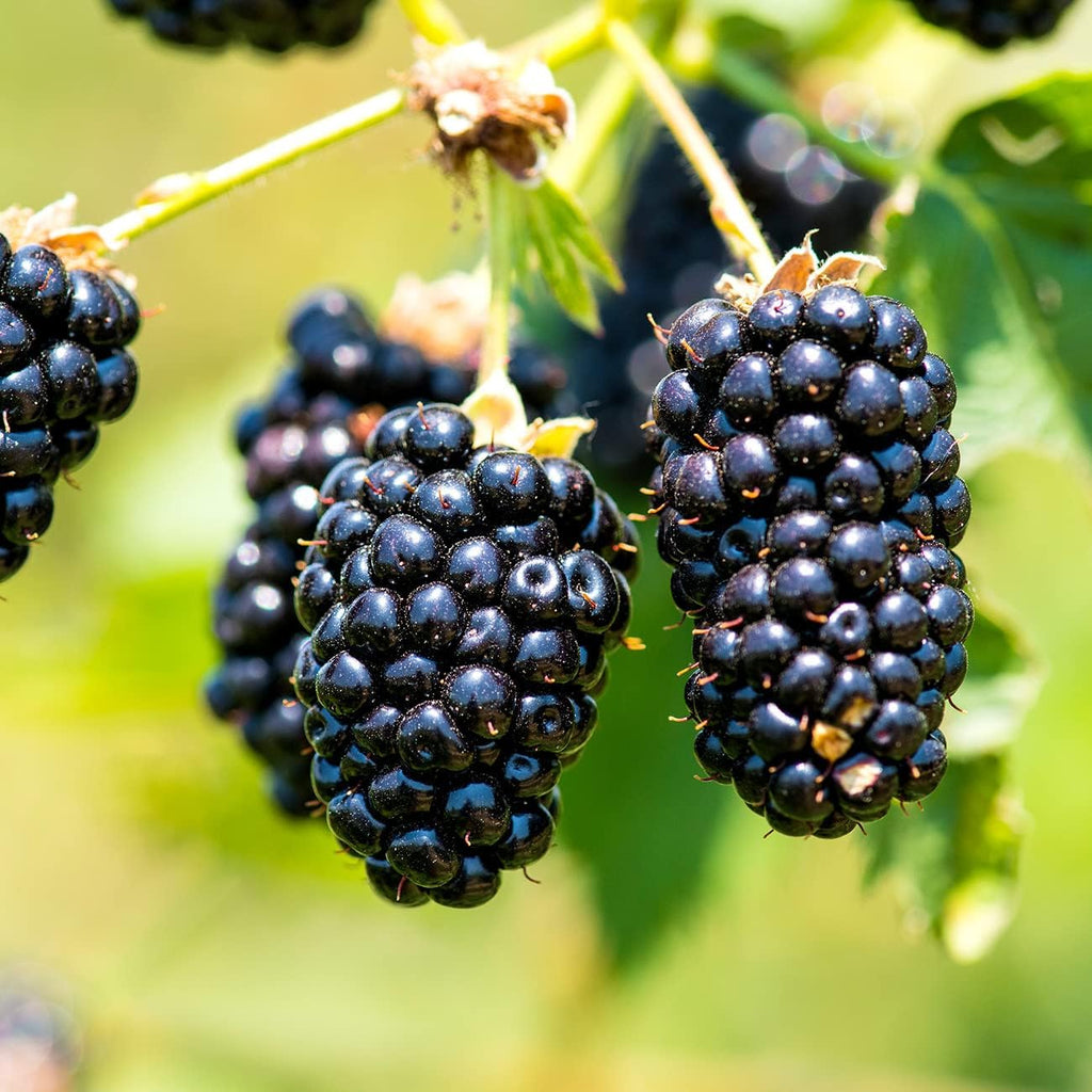 Black Satin BlackBerry Bush 1 Gallon Live Fruit Tree for Outdoor Planting Z322788