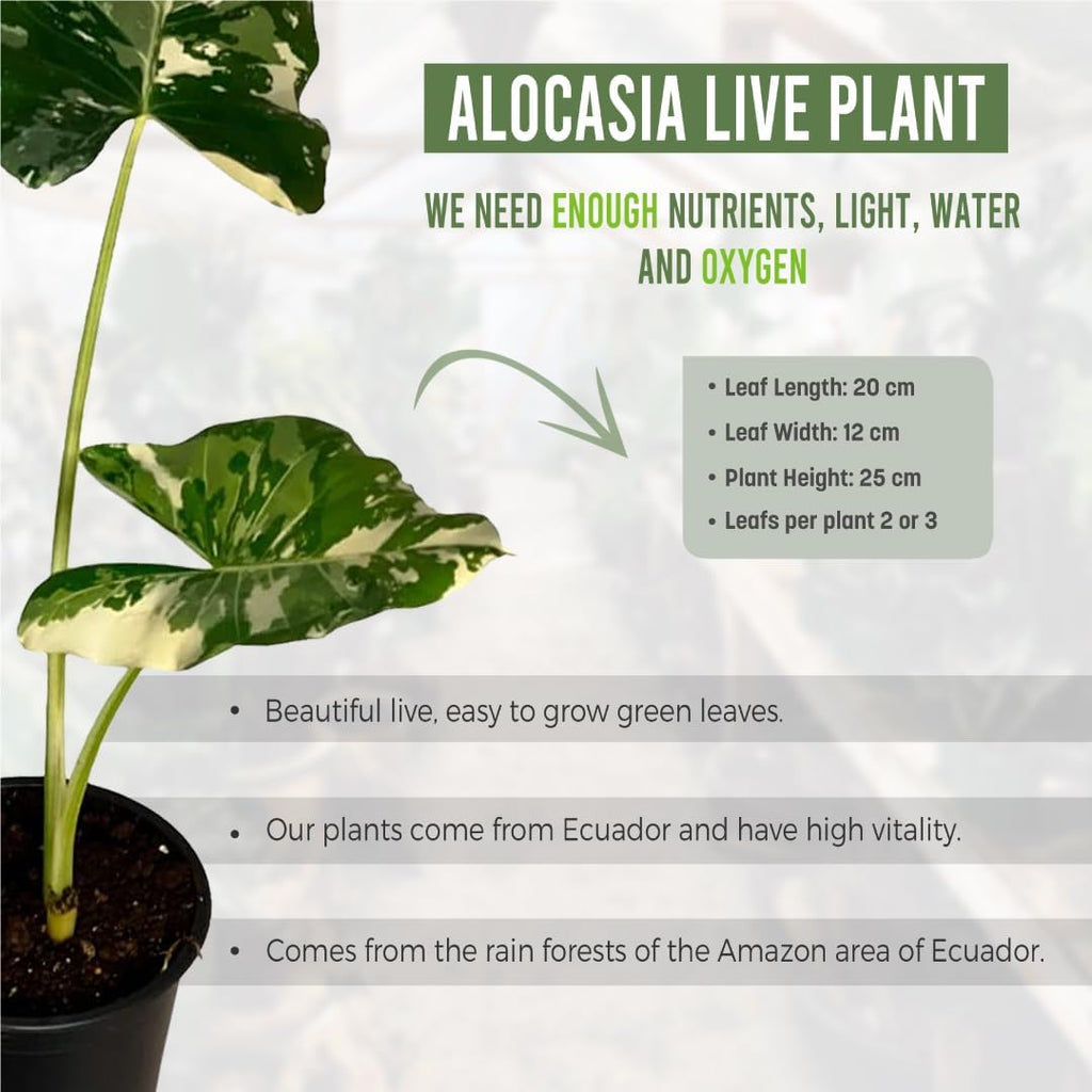 Variegated Alocasia Live Houseplant P4353
