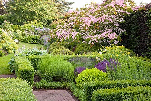 Boxwood - 10 Live Plants - Cold Hardy Evergreen Shrub B7618