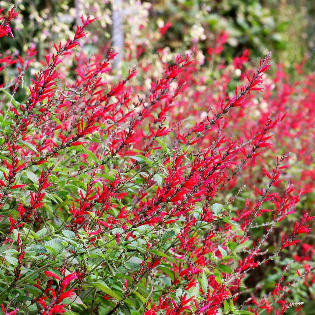 Red Pineapple Sage Plants, Live in Pot, Summer Blooms B108