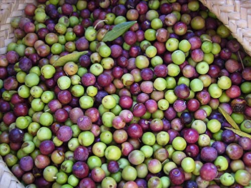 Live Olive Tree in Pot for Indoor Growing Q39049