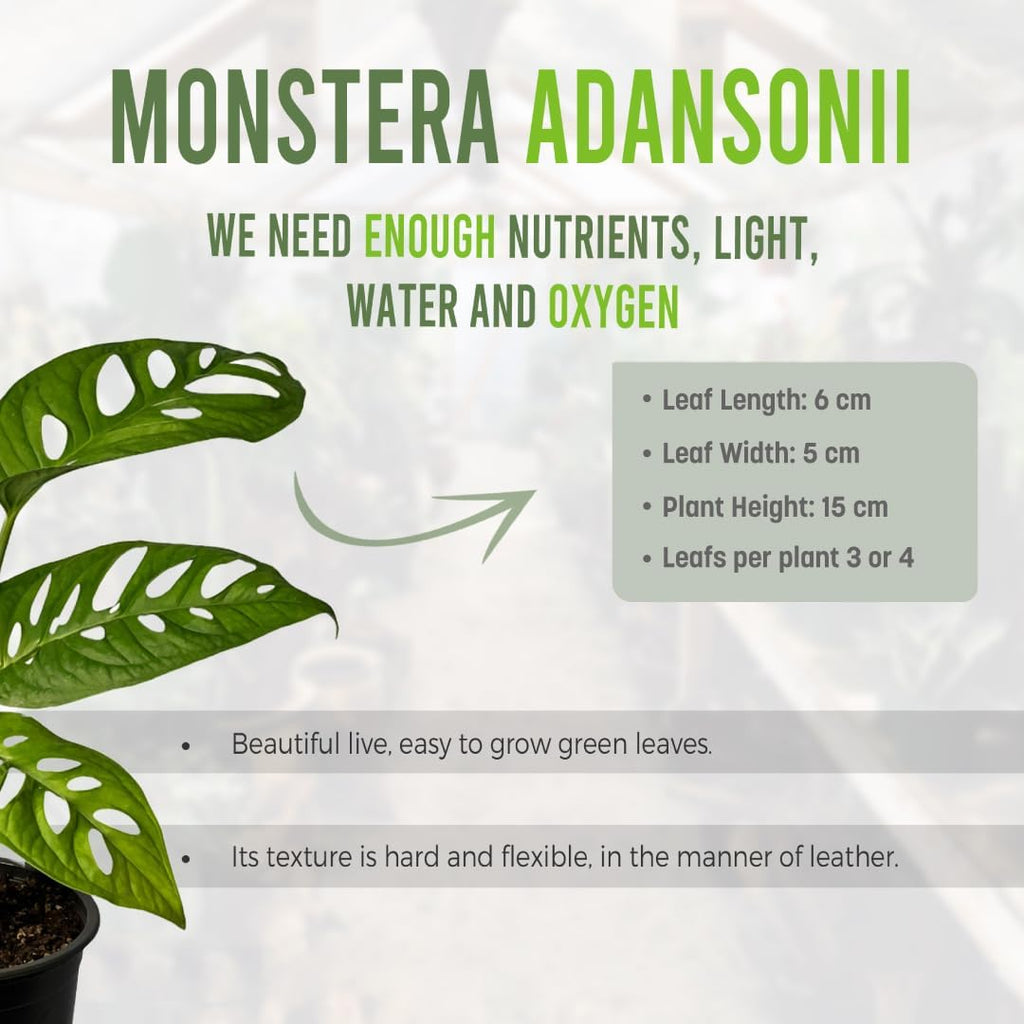 Swiss Cheese Plant Live Indoor Houseplant Easy to Grow N7518