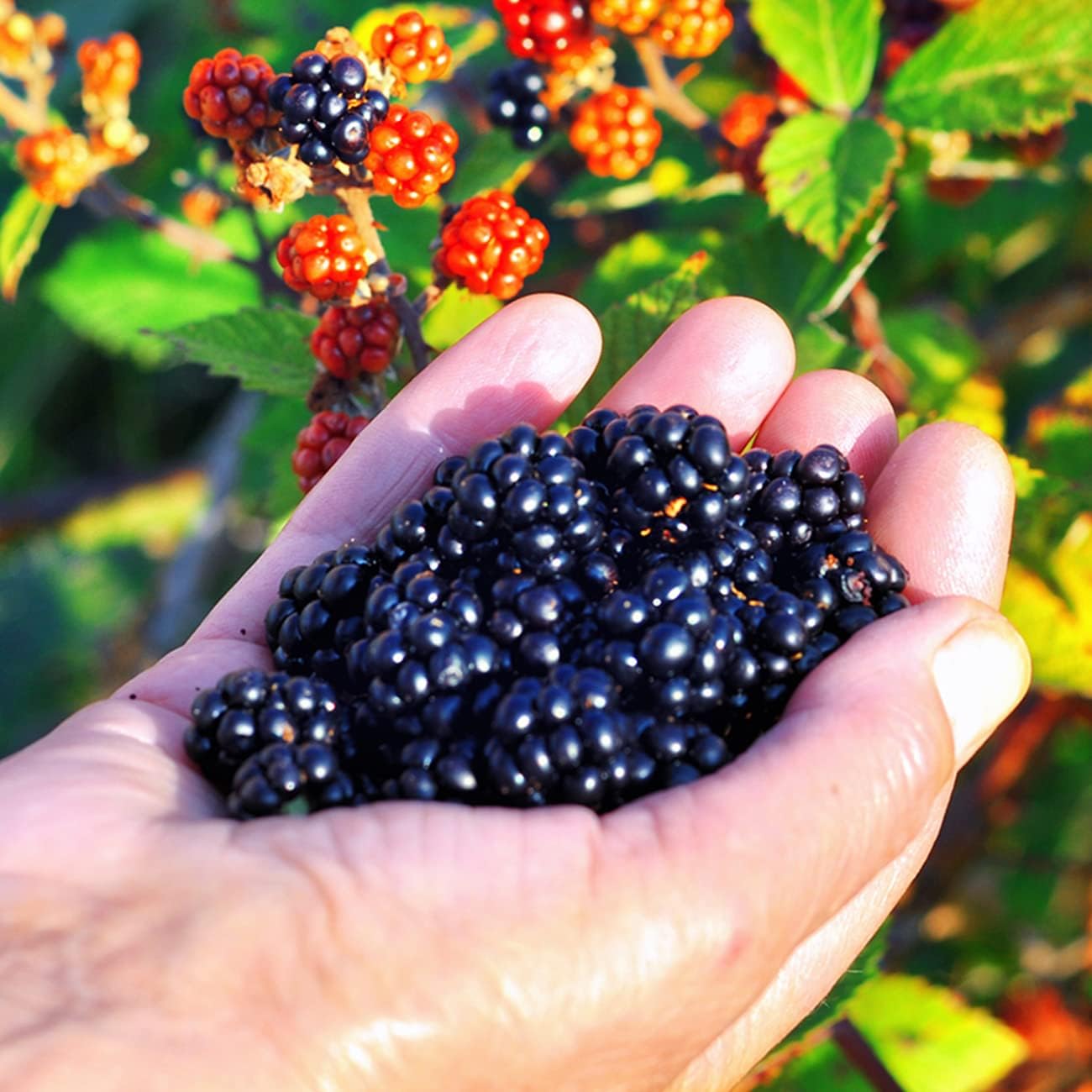 Triple Crown BlackBerry Bush 1 Gallon Live Vining Fruit for Outdoor Planting G153