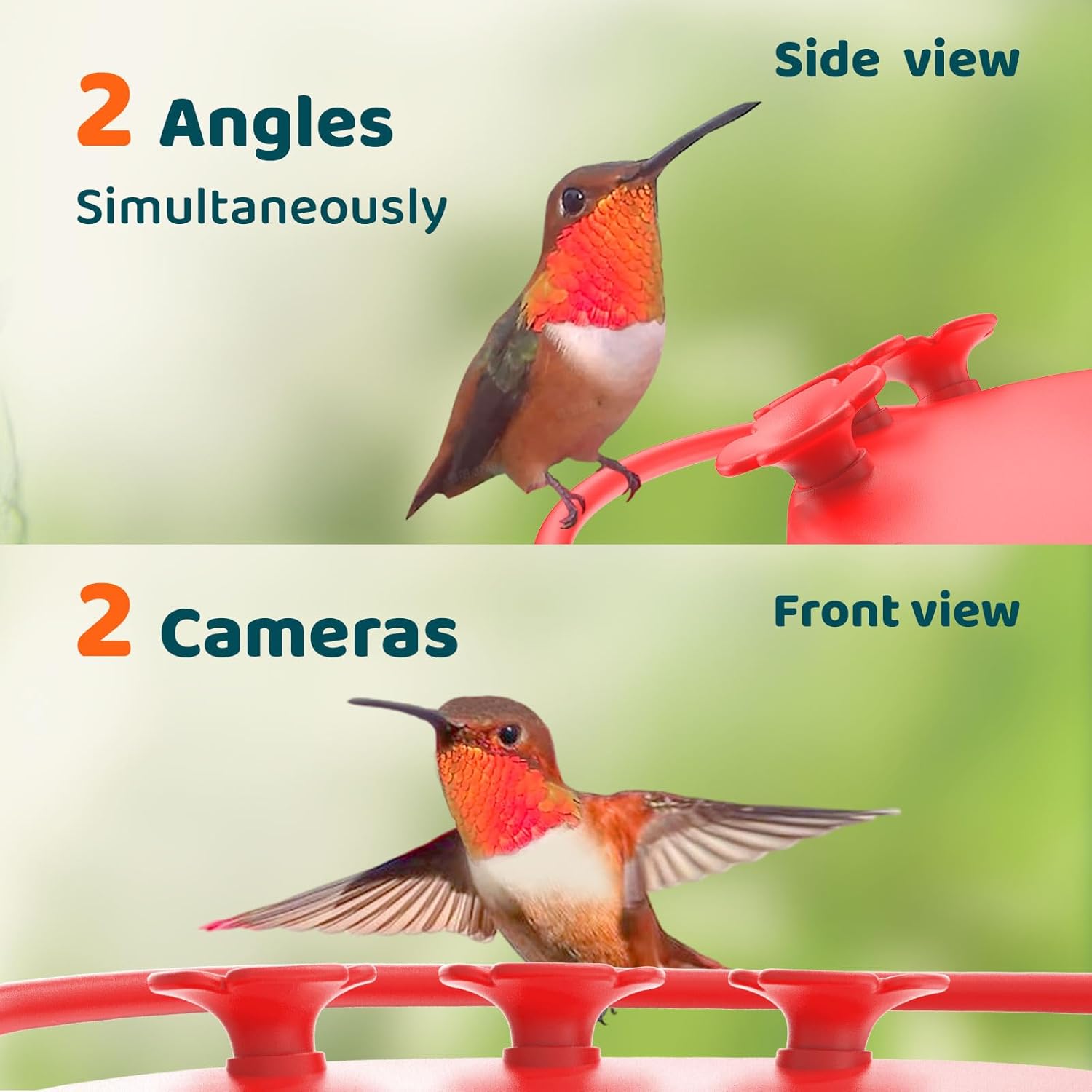 Hummingbird Feeder with Camera, 2K Dual Smart Cameras, Solar Powered N76083