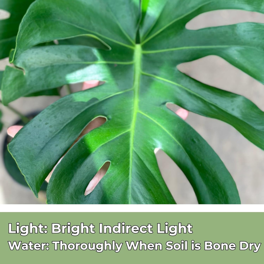 Monstera Deliciosa Live Plant in 4 Inch Pot M39910