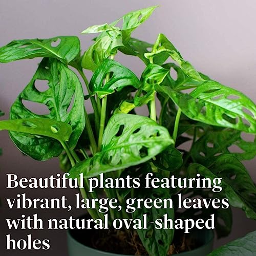 Monstera Adansonii Wide Leaf Swiss Cheese Vine, 4-Inch Pot, Live Indoor Houseplant H9019