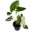 Alocasia Macrorrhiza Variegated by LEAL PLANTS ECUADOR, Live House Plant Elephant Ear Plant| California Tropicals| Alocasia Live Plant, Variegated Live houseplant| Rare Indoor Plants