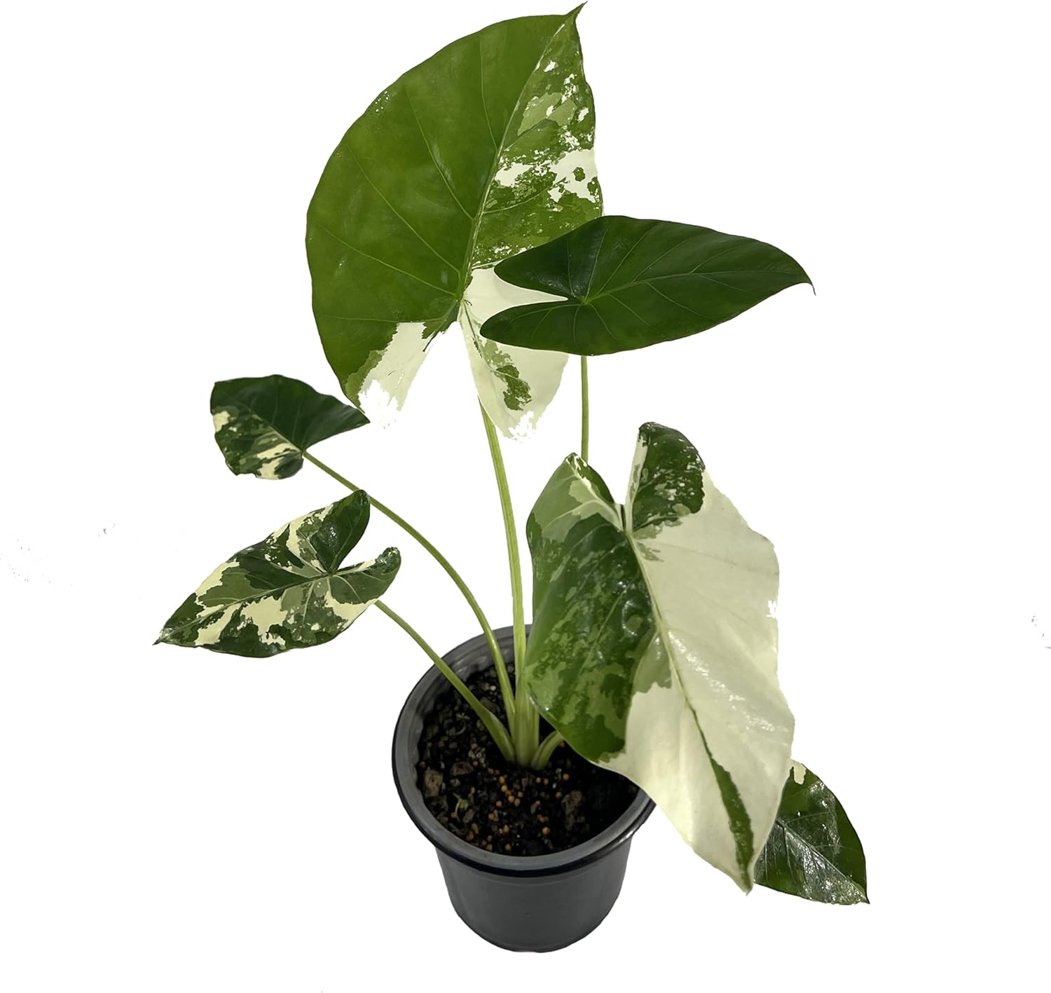 Alocasia Macrorrhiza Variegated by LEAL PLANTS ECUADOR, Live House Plant Elephant Ear Plant| California Tropicals| Alocasia Live Plant, Variegated Live houseplant| Rare Indoor Plants
