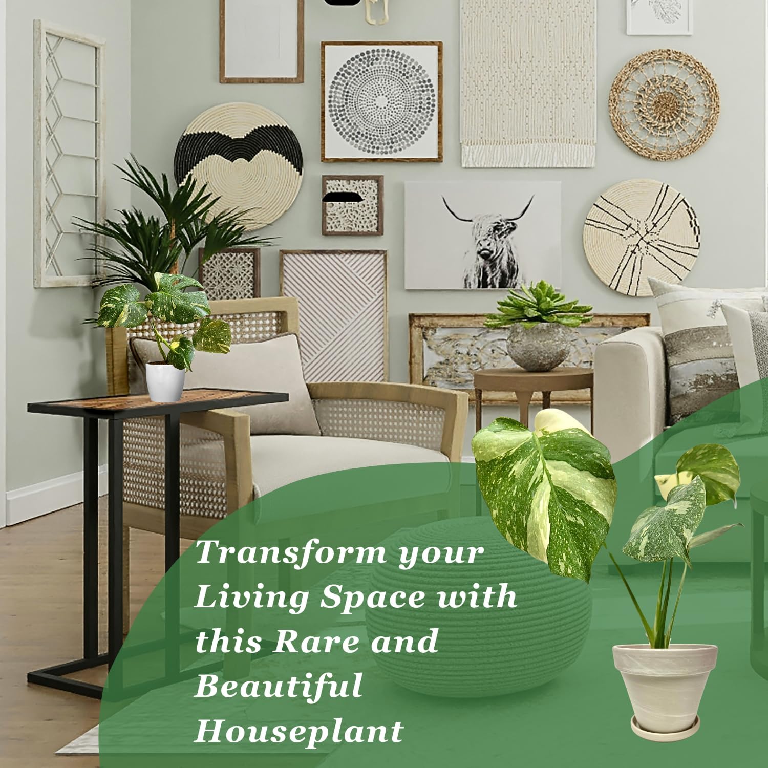 Thai Constellation Monstera Live Plant, Fully Rooted Indoor Decor T1906