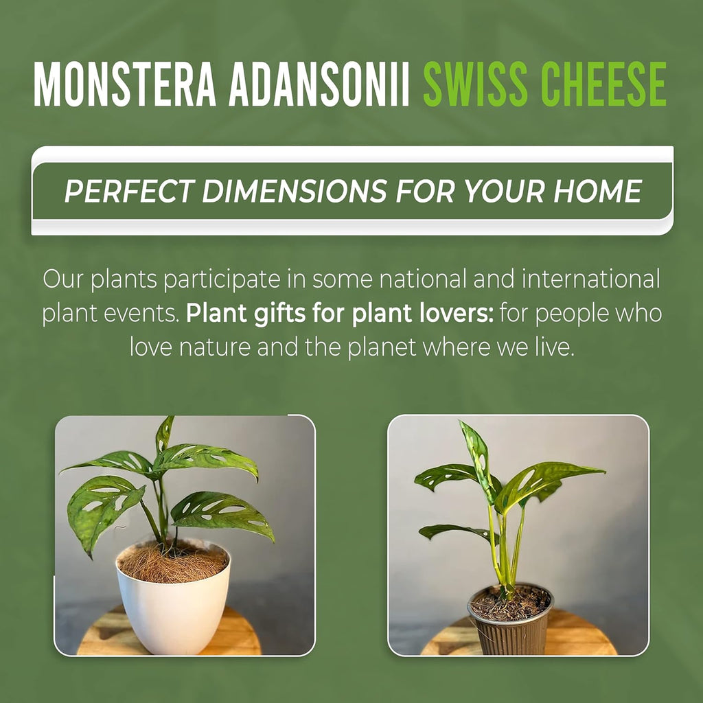 Swiss Cheese Plant Live Indoor Houseplant Easy to Grow N7518