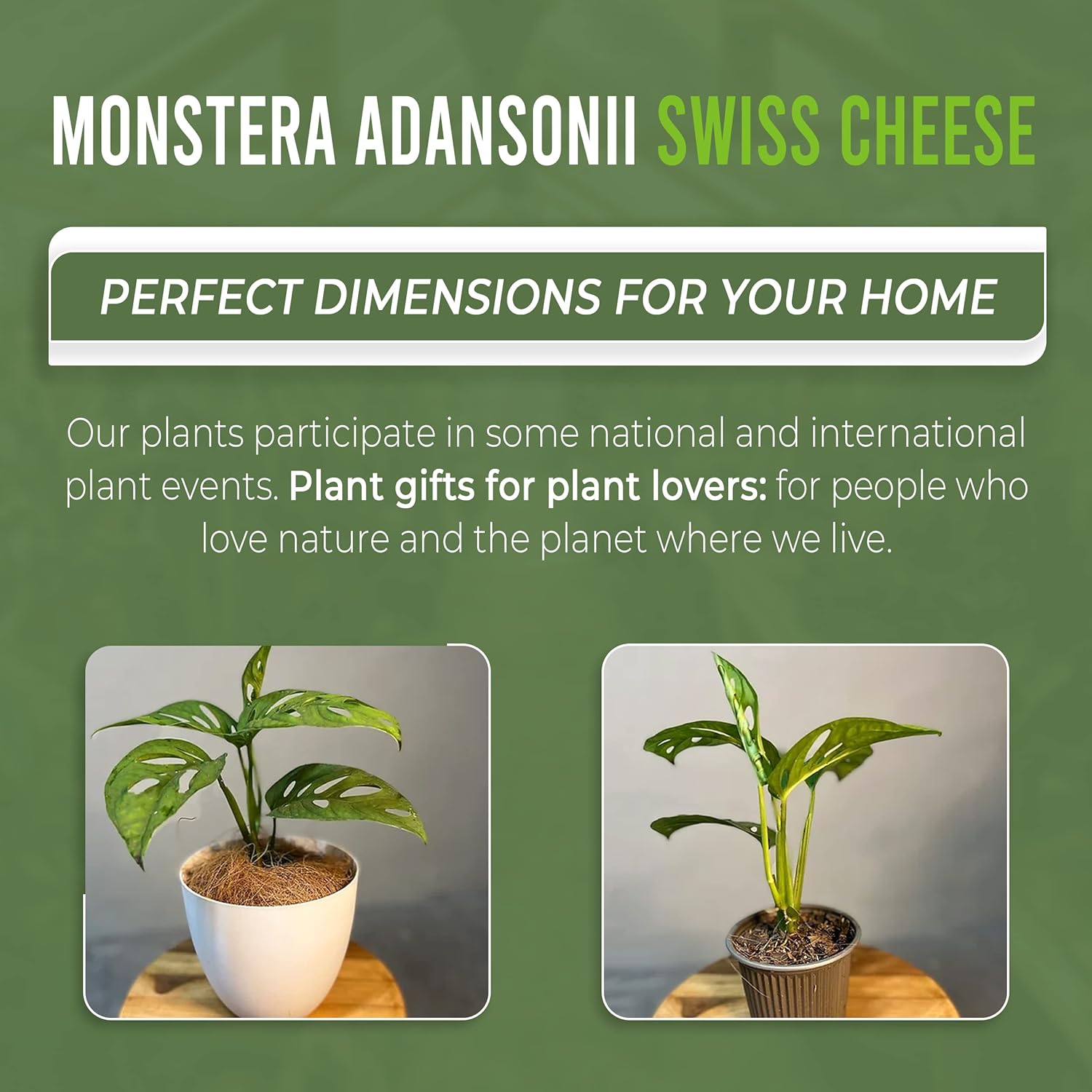 Swiss Cheese Plant Live Indoor Houseplant Easy to Grow N7518