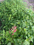 Red Flowering Pineapple Scented Sage Starter Plant...3.5 inch pot. Cold Sensitive!! Smells delightful!! (2)