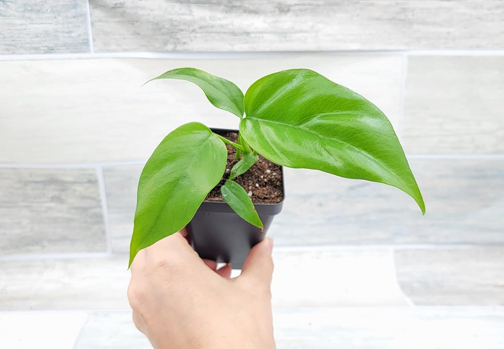 Mini Monstera Philodendron Rhaphidophera Tetrasperma Live Plant in 3 Inch Pot H2545