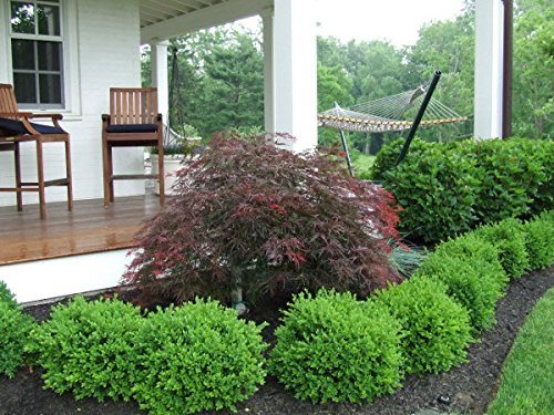 2 Green Velvet Boxwood Shrubs Live Plants L27594