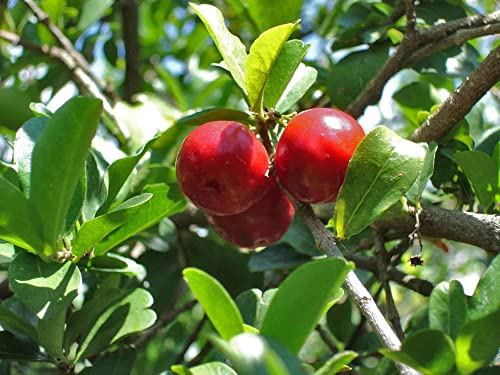 Barbados Cherry Tree Live Plant in 6 Inch Grower's Pot G714207