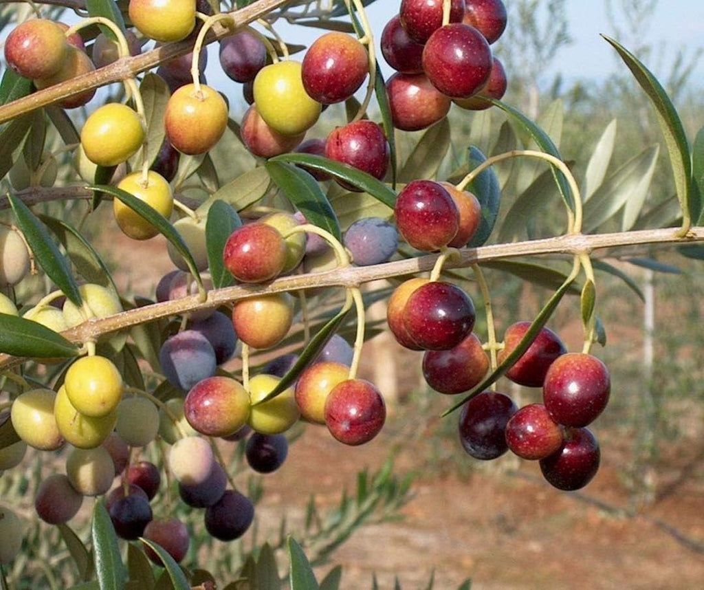 Live Olive Tree in 6 Inch Pot N17697