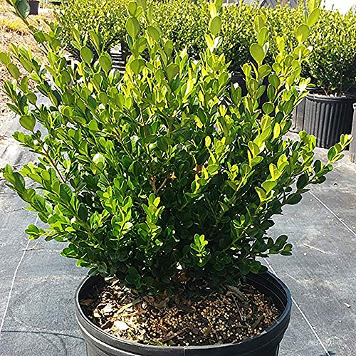 Wintergreen Boxwood 2.25 Gal, Green Foliage Q333