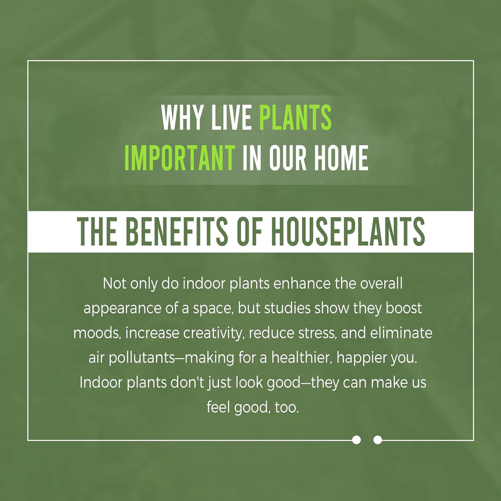 Swiss Cheese Plant Live Indoor Houseplant Easy to Grow N7518