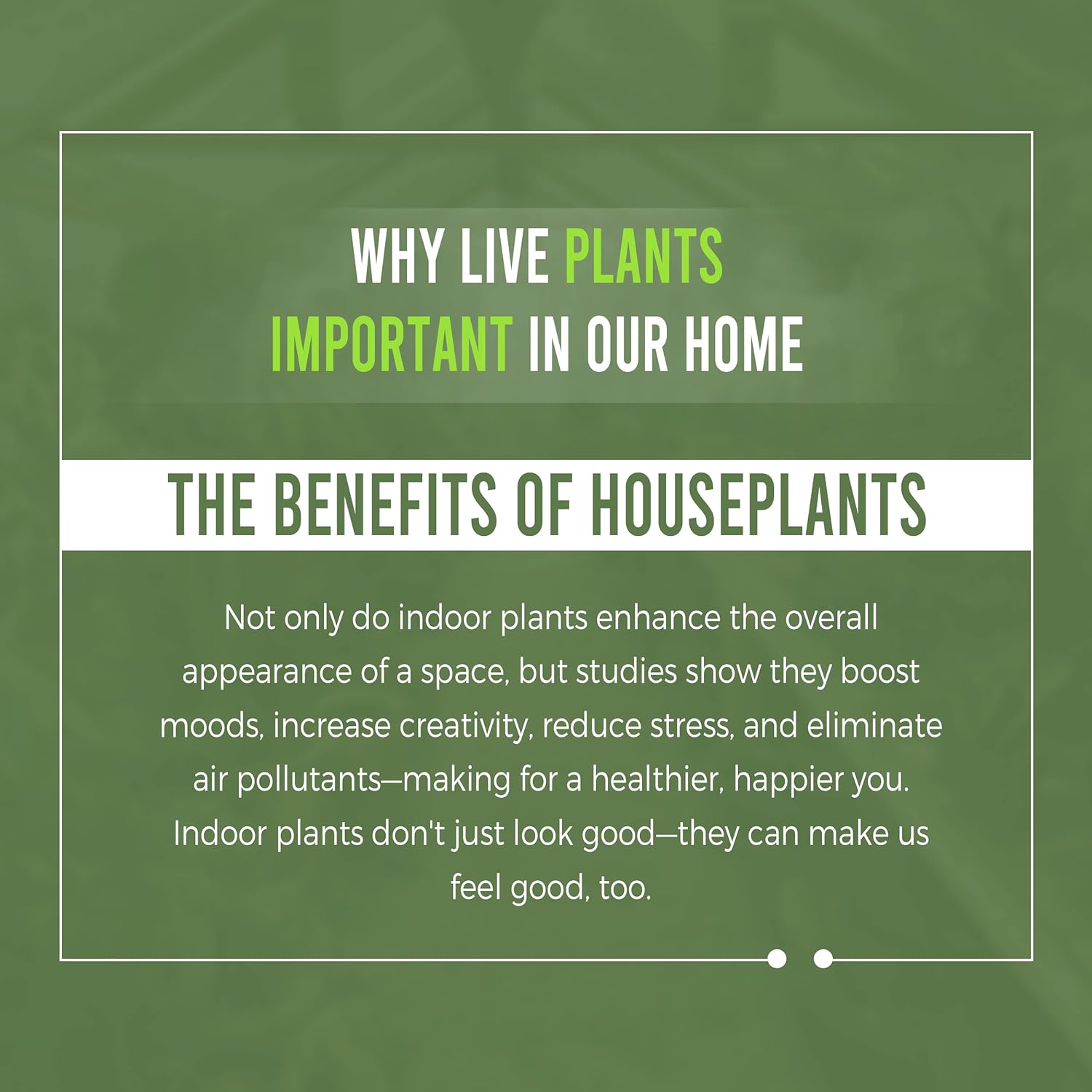 Swiss Cheese Plant Live Indoor Houseplant Easy to Grow N7518