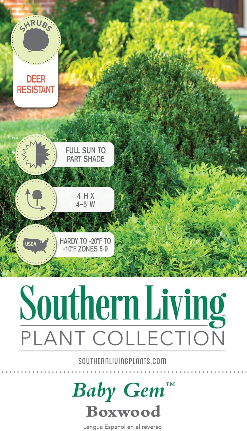 Boxwood Evergreen Shrub, Full Sun to Part Shade, Live Outdoor Plant M694934