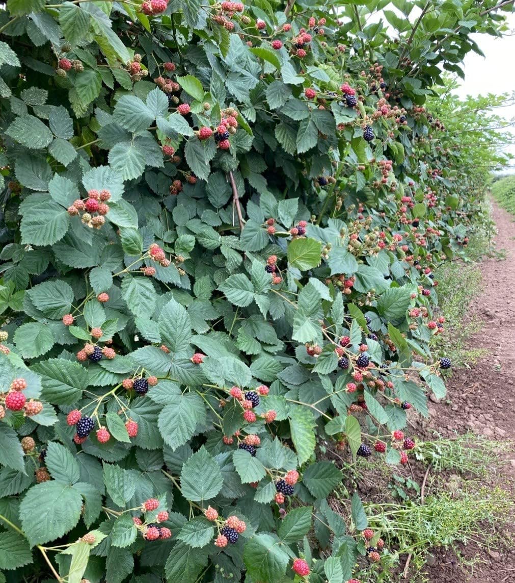 Thornless Blackberry Bush, Established Roots I986