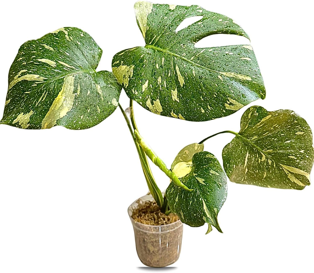 Large Monstera Plant Live - Thai Constellation Monstera Live Plant Fully Rooted Highly Variegated - Rare Indoor Easy to Care Plant for Home Office Wedding Decorations & Birthday Gift