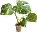 Large Monstera Plant Live - Thai Constellation Monstera Live Plant Fully Rooted Highly Variegated - Rare Indoor Easy to Care Plant for Home Office Wedding Decorations & Birthday Gift
