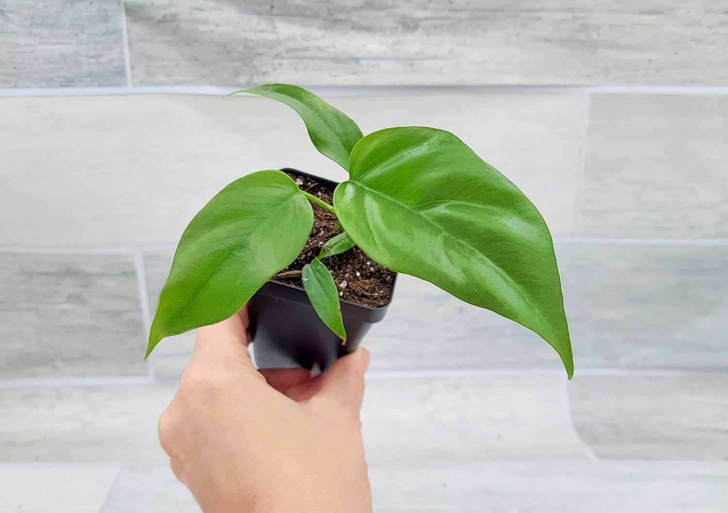 Mini Monstera Philodendron Rhaphidophera Tetrasperma Live Plant in 3 Inch Pot H2545