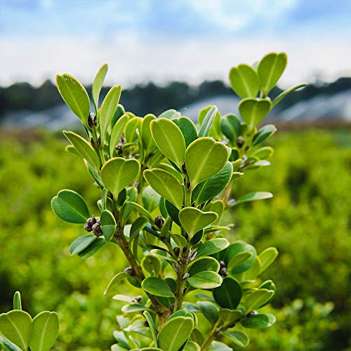 Wintergreen boxwood, 1 gallon, with plant food D129