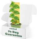 Rooted Shingle Plant, Monstera Dubia, Live Indoor, Home Decor, Easy to Grow, Easy to Care, Outdoor Garden and Low Maintenance Houseplant, 4 inch Pot