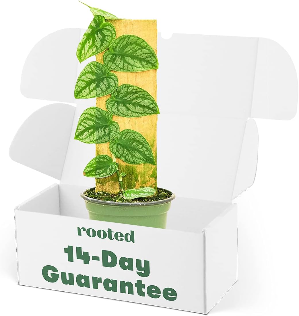 Rooted Shingle Plant, Monstera Dubia, Live Indoor, Home Decor, Easy to Grow, Easy to Care, Outdoor Garden and Low Maintenance Houseplant, 4 inch Pot