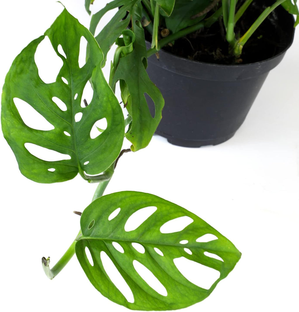 Swiss Cheese Monstera Adansonii Live Plant in Hanging Basket N73196