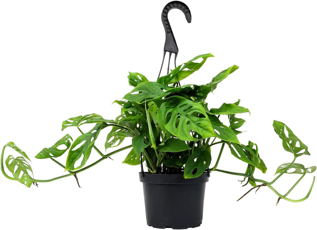 Swiss Cheese Monstera Adansonii Live Plant in Hanging Basket N73196