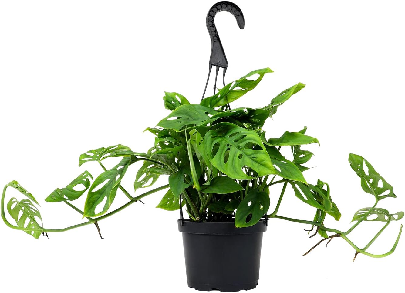 Swiss Cheese Monstera Adansonii Live Plant in Hanging Basket N73196