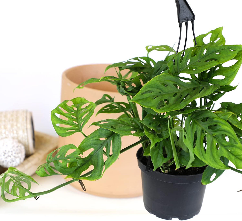 Swiss Cheese Monstera Adansonii Live Plant in Hanging Basket N73196
