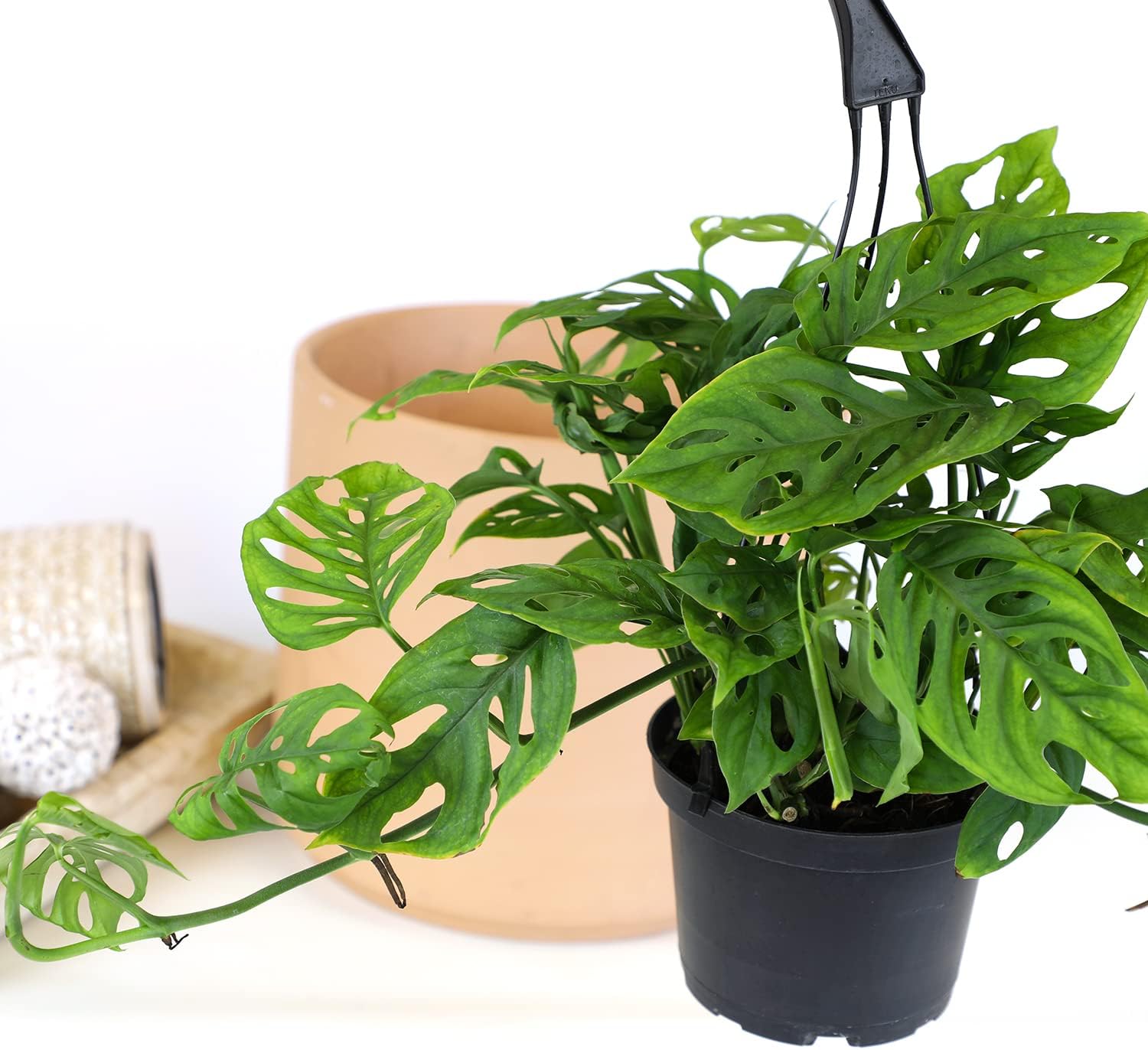 Swiss Cheese Monstera Adansonii Live Plant in Hanging Basket N73196