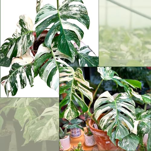 Variegated Monstera Albo Plant Cutting with Roots T9405