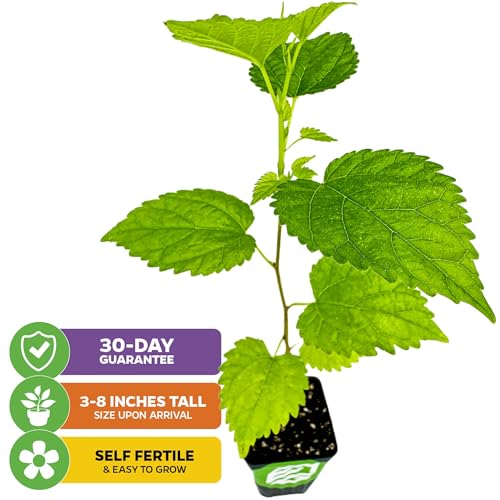 Dwarf Everbearing Black Mulberry Tree Live Plant A933717