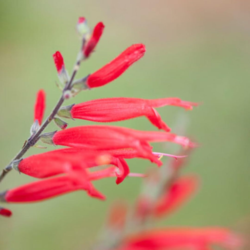 Red Pineapple Sage Plants, Live in Pot, Summer Blooms B108