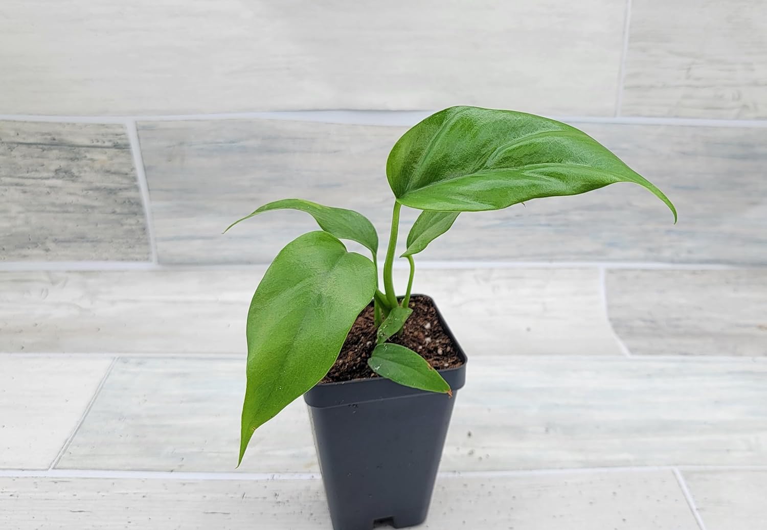 Mini Monstera Philodendron Rhaphidophera Tetrasperma Live Plant in 3 Inch Pot H2545