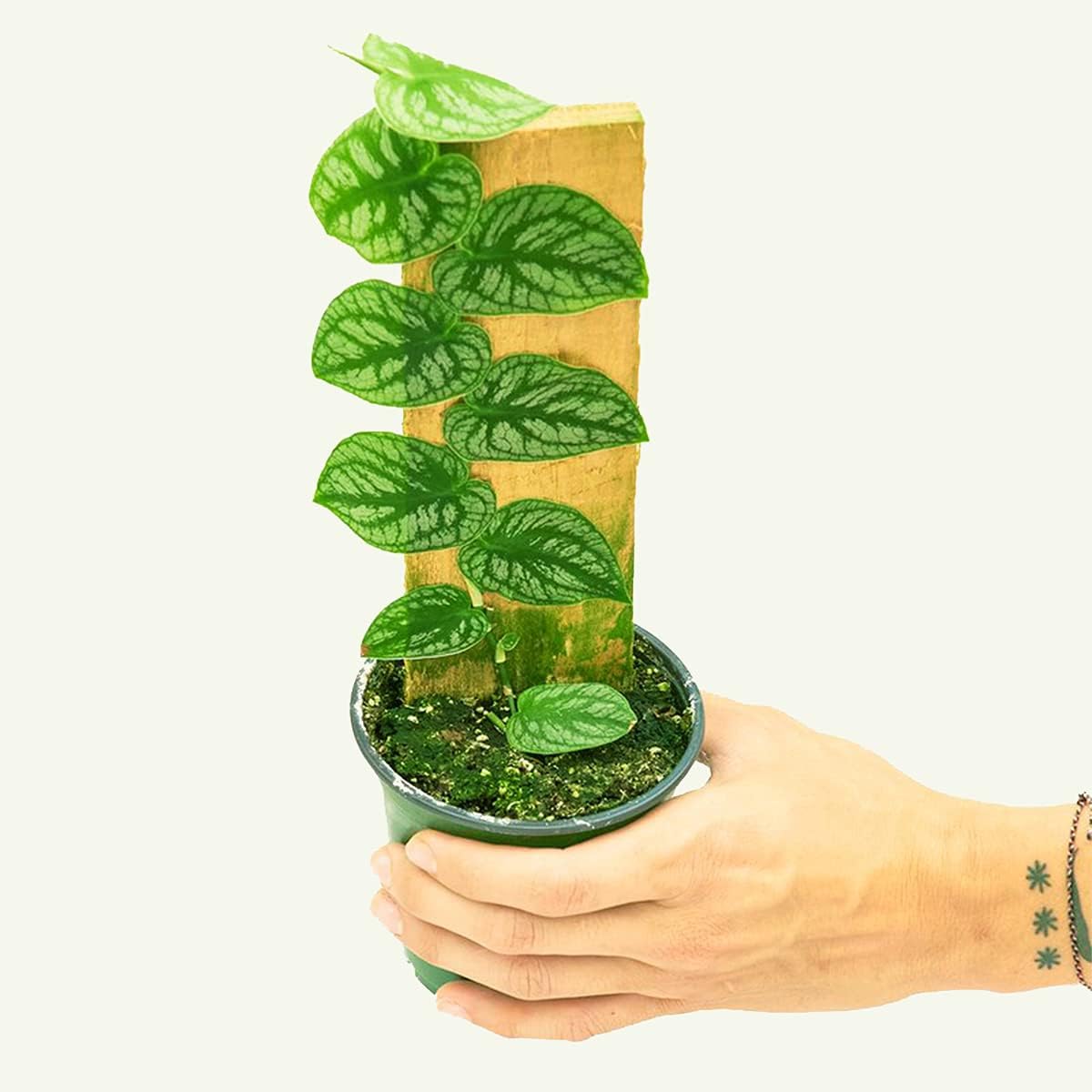 Monstera Dubia Live Indoor Plant, 4 Inch Pot S574447