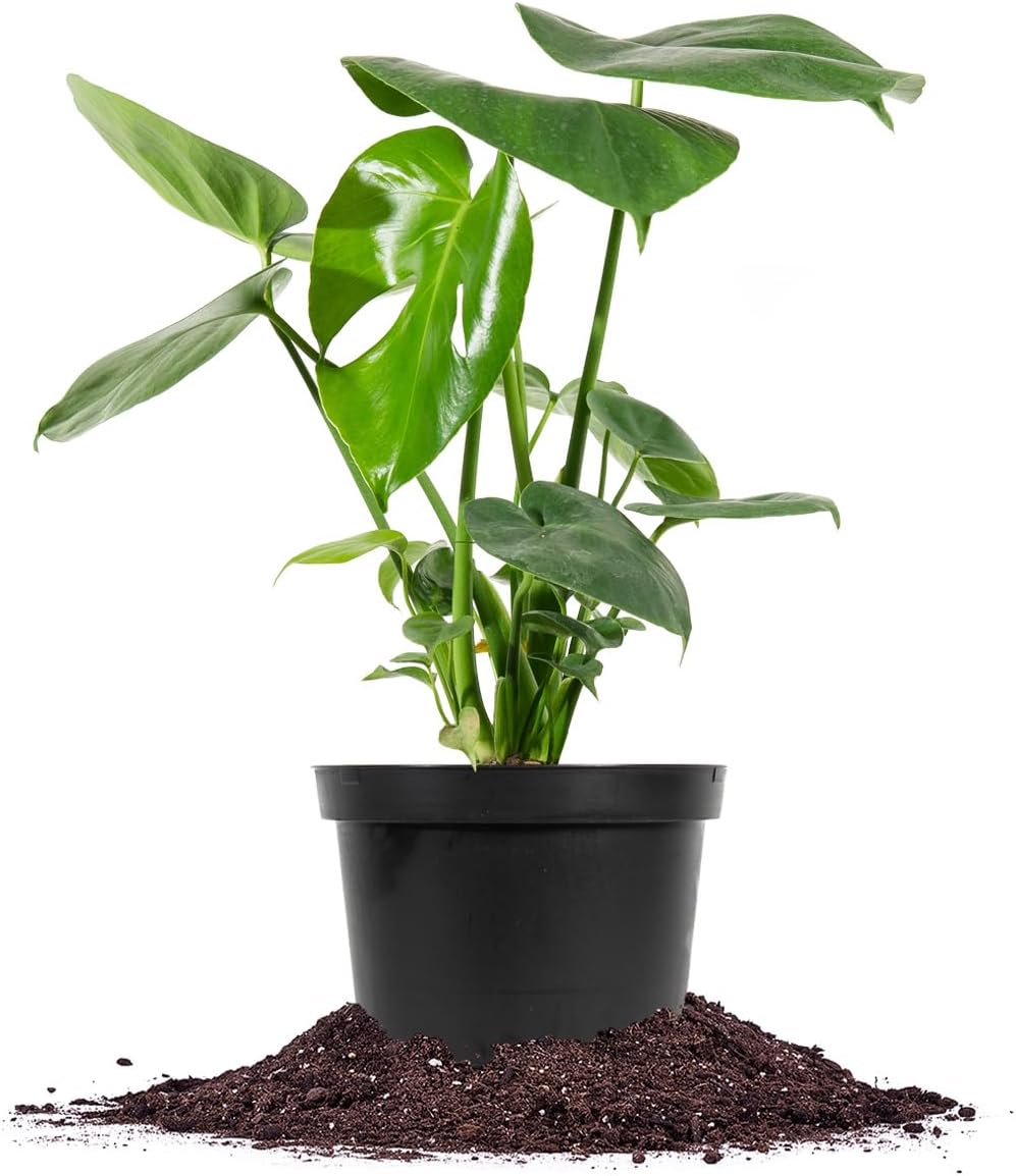 PERFECT PLANTS Monstera Deliciosa in 6in. Grower's Pot | Split Leaf Philodendron | Live Indoor Houseplant | Easy Care | Low to Bright Light Requirements | Air Purifying