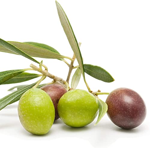 Live Olive Tree in Pot for Indoor Growing Q39049